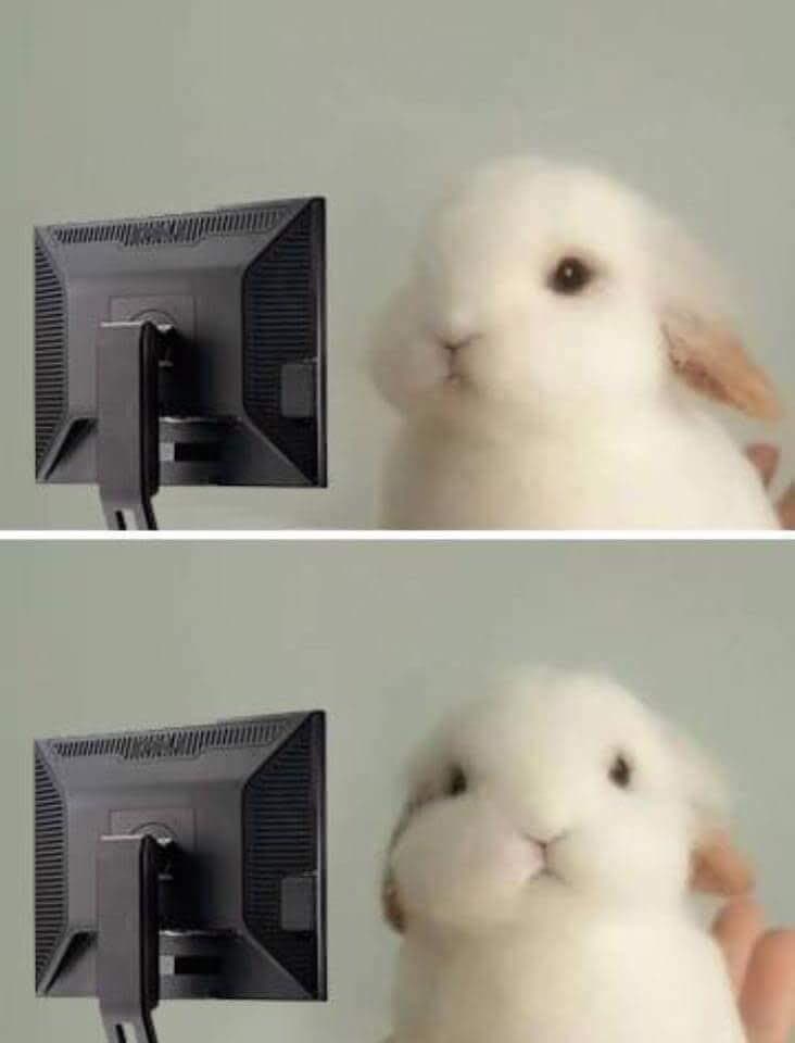 bunny-wtf.jpg