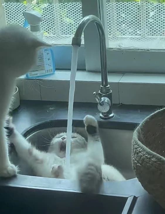 cat-nooo.jpg