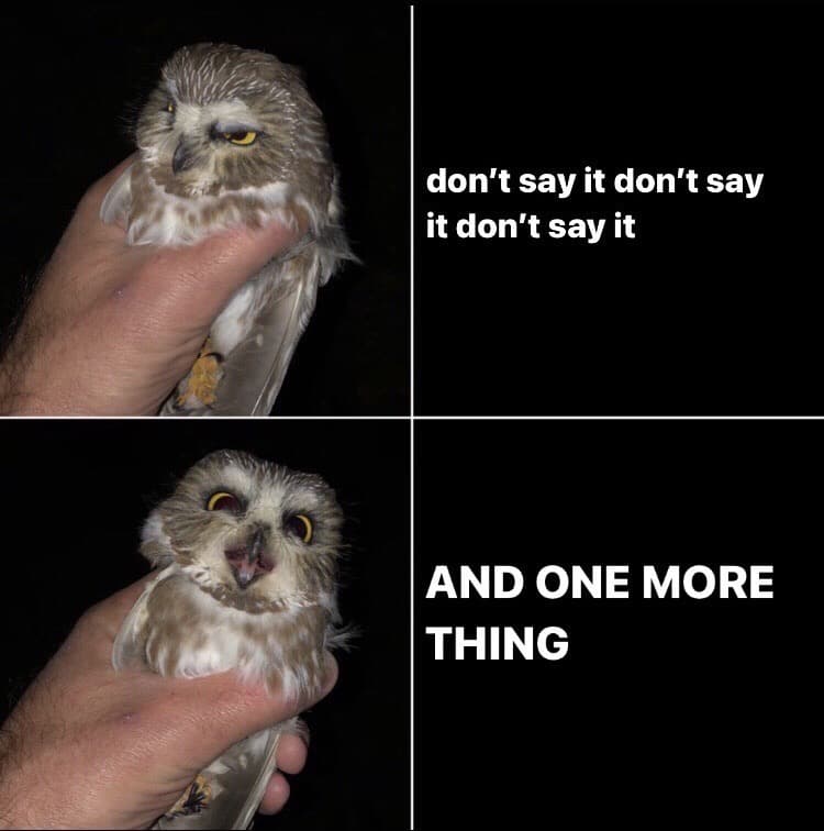 owl-one-more-thing.jpg